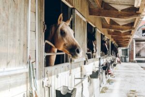 5 Reasons Why a Wall Caddy is a Must-Have for Horse Owners